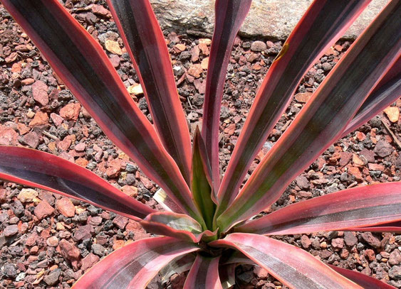 Bild Typische Stressfärbung an Y. gloriosa "Variegata" (c) Weißbeck