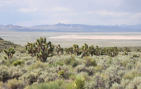 Bild Yucca brevifolia © Zolles 