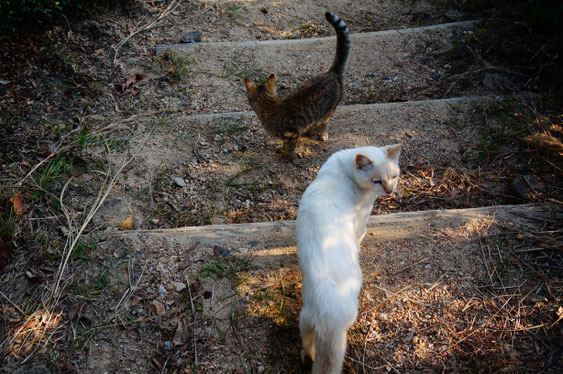 野良猫、ネコ、児島