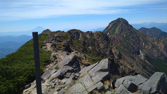 2026年　八ヶ岳　高山植物　開花情報