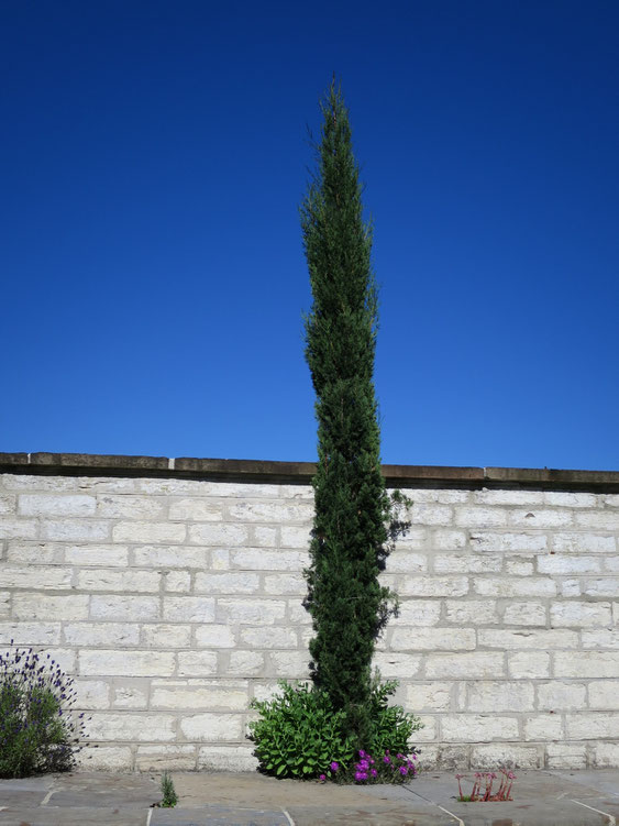 Cupressus sempervivum (Mittelmeerzypresse) in Schaffhausen