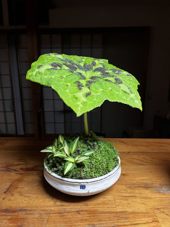 陶芸家 ブログ 陶芸作品 笠間焼き 植木鉢 八角連 ギボウシ 盆栽 鉢植え 緑のインテリア 苔