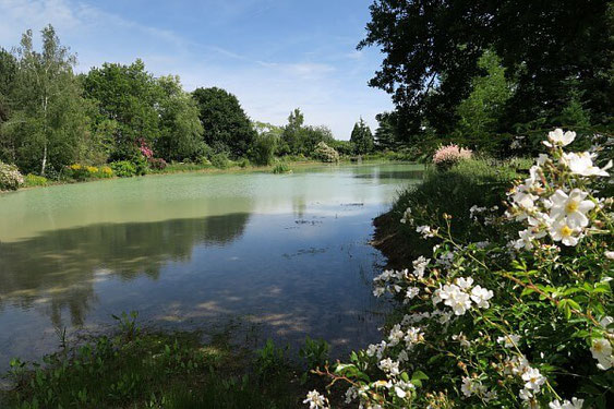 L'Etang du parc de la Javelière