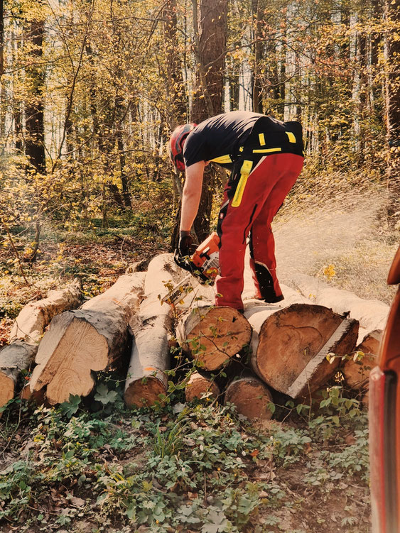 brennholz müller mueller sinsheim holz kaufen ofen holz heizen regional dühren sinsheim meckesheim heidelberg bad rappenau zulieferung forstwirtschaft sinsheim wald baum traktor