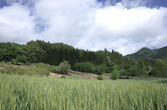 山々に囲まれた麦畑