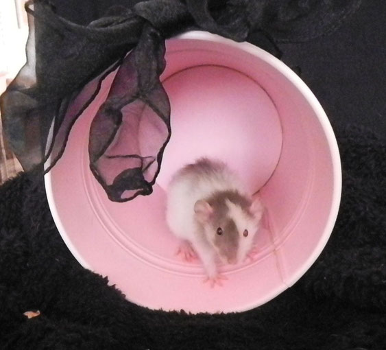 Wij als Rattery zijn de 1ste in Nederland en Belgie waar er een Odd Eye Satijn Langhaar is geboren....Voor degene die niet weten wat een odd eye is dat is een rat met 2 verschillende kleuren ogen.