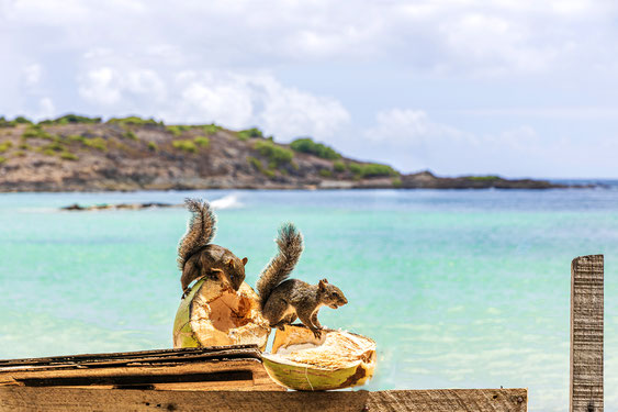 ardilla, ilha de santo aleixo, brasil, islas de ensueño de brasil, gorrión, pacarana, vacaciones de ensueño, arrecife de coral, barra de sirinhaém, destino de ensueño, reserva natural, consejo de viaje