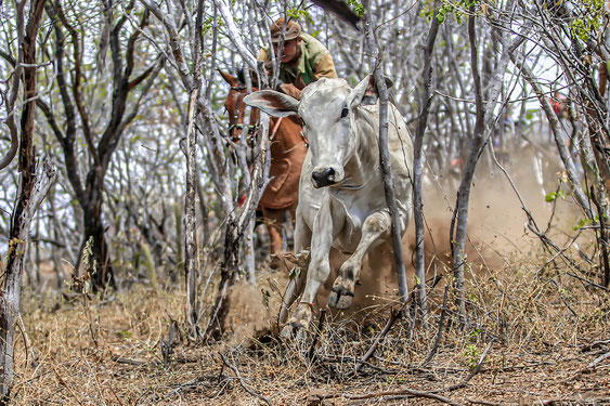 brasilianischer cowboy, vaqueiro, reisebericht, brasilien, pernambuco, trockenes hinterland, serrita, bullenreiten, kaktus, rodeo, reiterspiele