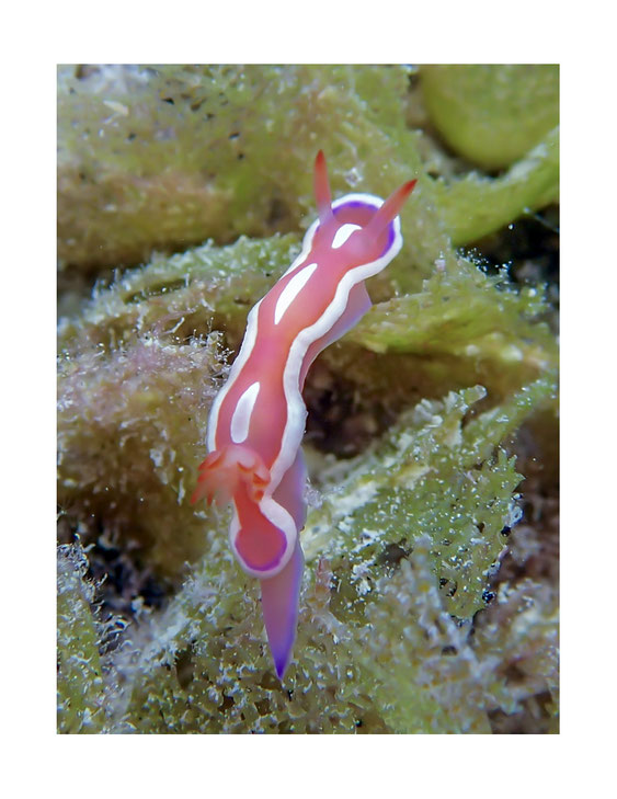 Verconia varians