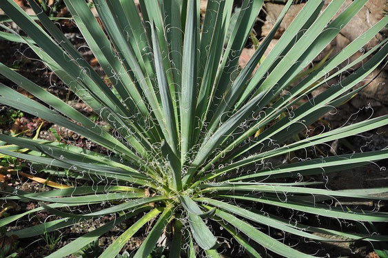 Bild Yucca "Rosemarie"