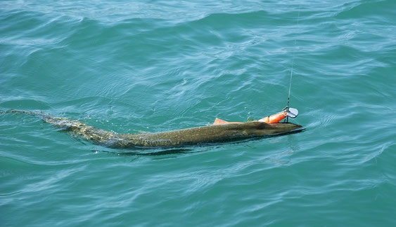 112cm Hecht schnappt sich einen Swimbait von www.hechtguide.com