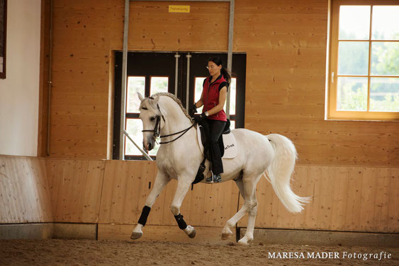 Anja Beran and Lipizzan stallion "Favory Toscana"