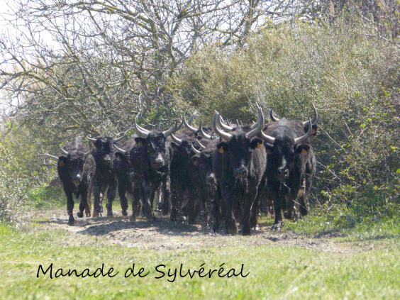 manade taureaux