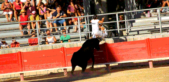 course camarguaise