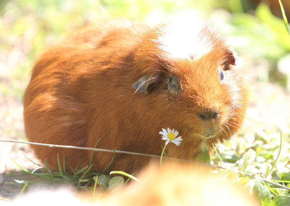 Pepita wird im Herbst 7 jährig