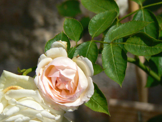 Merveilleuse rose Pierre de Ronsard