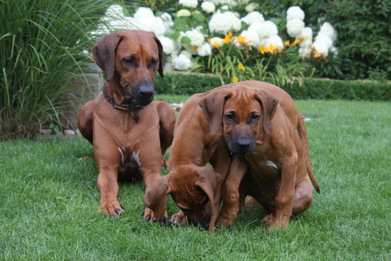 Mama & Pebbles besuchen Schwesterchen Cleo