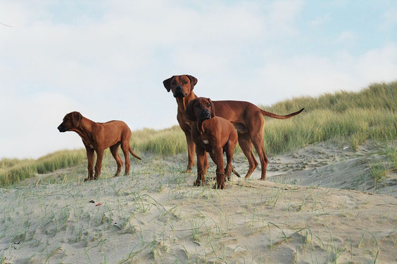 Pino mit Klein Aluna und Abutambu in Holland am Meer 2005....