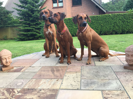 Halbbruder Amarrii (D-Wurf) mit Peaches & Mama
