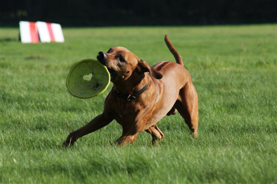Pinchen mit Frisbee