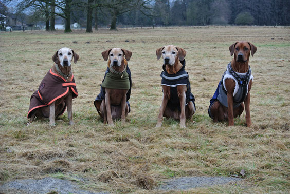 Gheila 12,3 Jahre, Pino 12,4 Jahre, Bi Jua 8 Jahre und das Röschen 1,8 Jahre