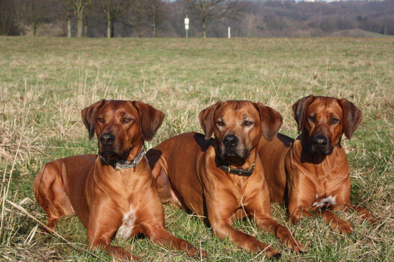 Amara mit Papa und Luni 2011