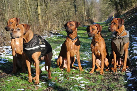 2013 Familienausflug: Links tonga, Pino (Papa von Pandu), Pandu, Pebbles und Mama Luni