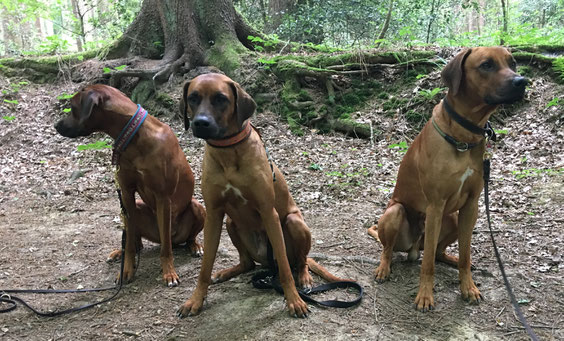 Peaches, Zuri & Neo ...Geschwister