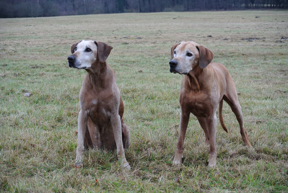 Gheila & Pino ... alte Liebe rostet nicht ....