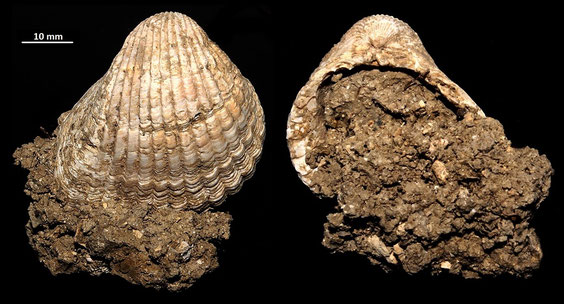 Cerastoderma glacuum, Macchia della Turchina