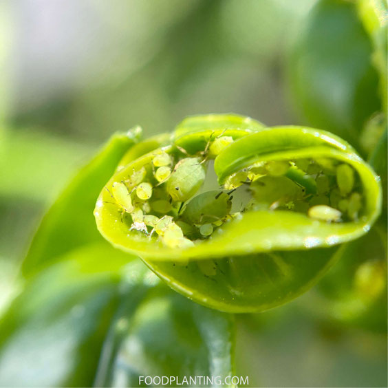 citrusbomen bladluis