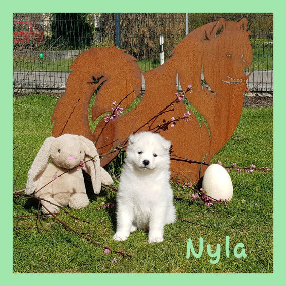 Früher war sie Hündin grün. Jetzt heißt sie Nyla.