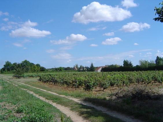 Quelques parcelles vers St Gilles