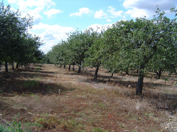 Verger planté en reinette du Mans