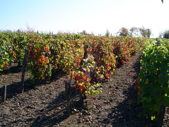 La vigne en automne