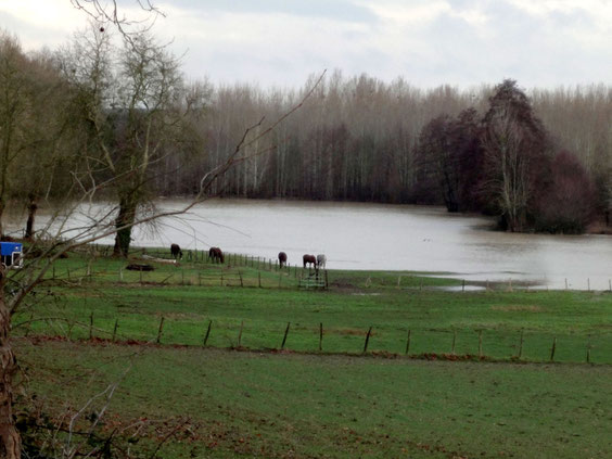 Les chevaux de Vaudésir pouvaient prendre un bain