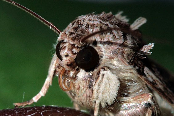 Spodoptera littoralis    La Gomera