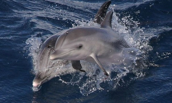 Grosser Tümmler GekkoVision La Gomera Bilderwerkstatt