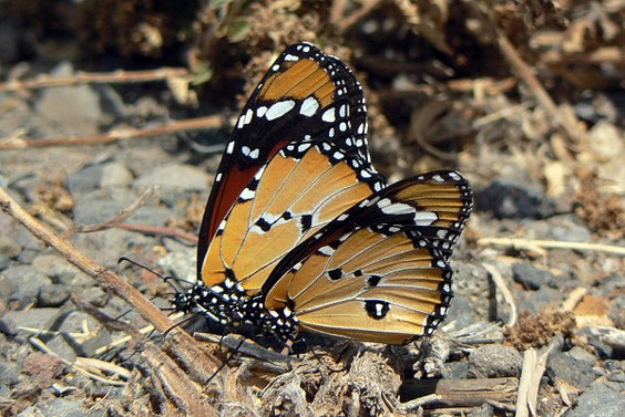  Afrikanischer Monarch    Danaus chrysippus   La Gomera