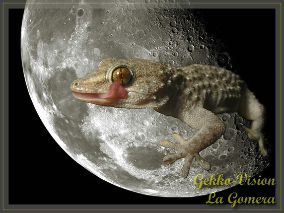 Gomeragecko im Mond Tarentola gomerensis © Henner Riemenschneider Gekko-Vision La Gomera