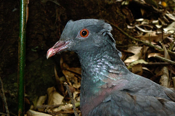 Bolles Lorbeertaube    Columba bollii    La Gomera