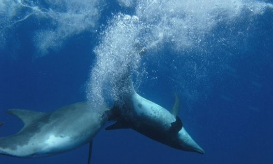 Rauhzahndelfin  Steno bredanensis 