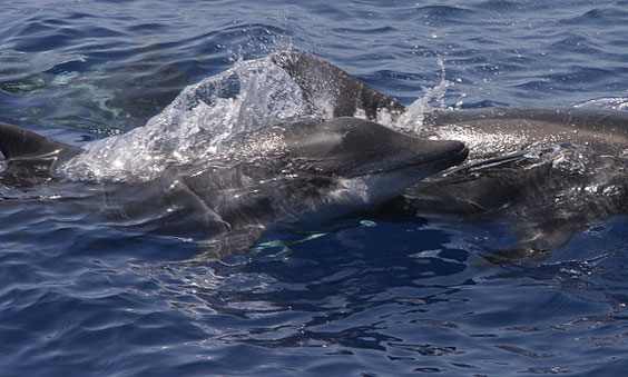 Rauhzahndelfin  Steno bredanensis