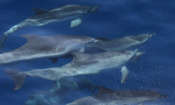 Zügeldelfin-Atlatischer Fleckendelfin    Stenella frontalis   La Gomera