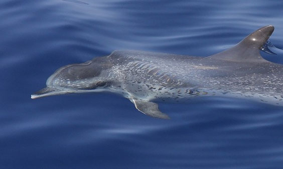 Zügeldelfin-Atlatischer Fleckendelfin    Stenella frontalis   La Gomera