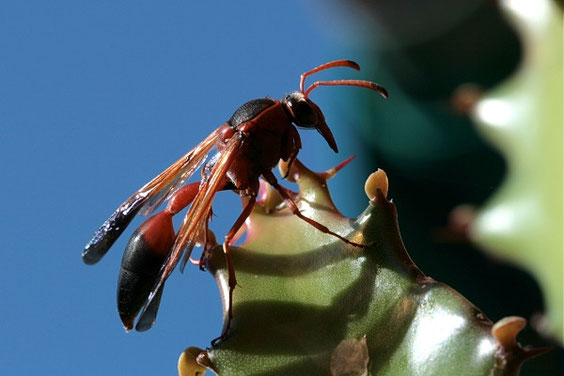 Solitäre Faltenwespe, Delta dimidiatipenne, La Gomera,  © Gekko-Vision La Gomera 