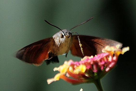 Taubenschwänzchen   Macroglossum stellatarum  © Henner Riemenschneider Gekko-Vision La Gomera 