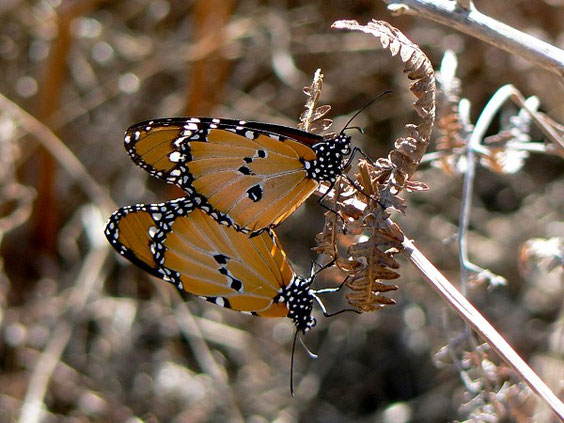 Afrikanischer Monarch    Danaus chrysippus   La Gomera