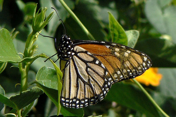Monarch  /    Danaus plexippus / La Gomera