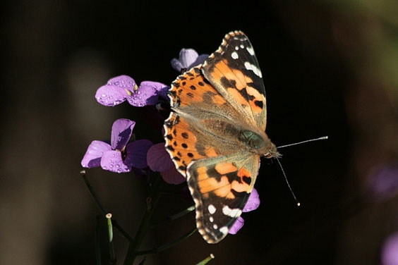 Distelfalter   Vanessa cardui   La Gomera